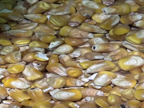 ذرة طبيعي حب 1KG