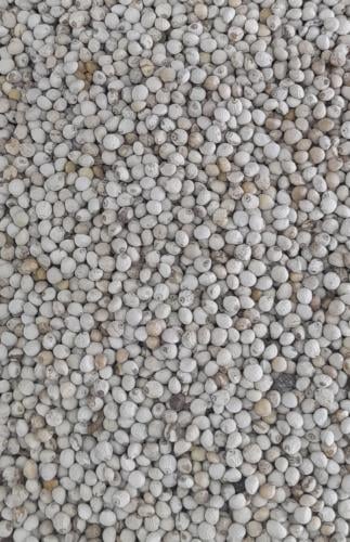 بذور البريلا 1KG