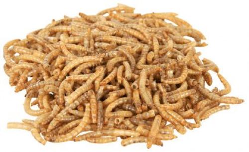 دود مجفف 400g