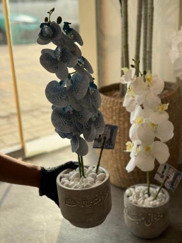 فازة الأسمنت الدائري مع الاوركيد