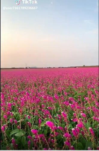 شريمة (غريرا ) 50 بذرة