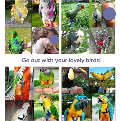 سدارية مع ليش للطيور