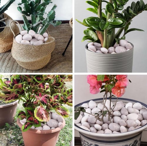 حجر زينة ابيض لمعة 10 كيلو