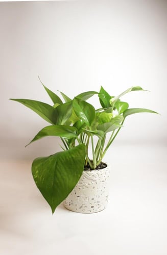 بوتس صغير تيرازو