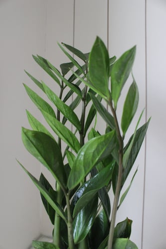 الريان ( طيني )