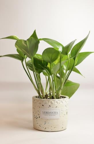 بوتس صغير تيرازو