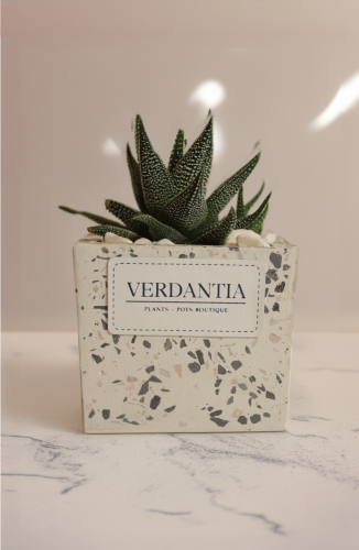 حوراء القصر في مركن سديم مربع صغير