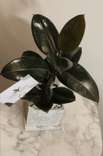 مطاط كبير تيرازو