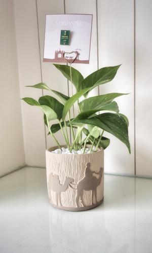 نبتة بوتس ( عز ) #اليوم_الوطني