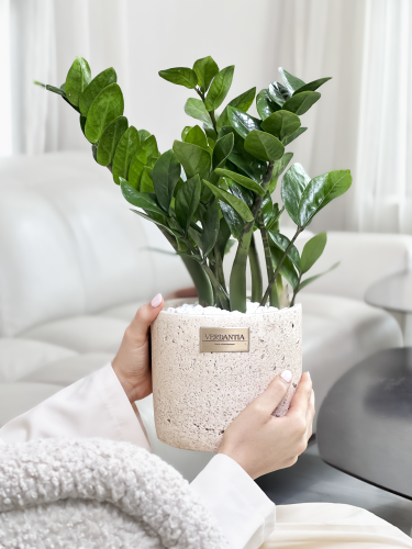 نبتة زاميا ( ترف ) دائري