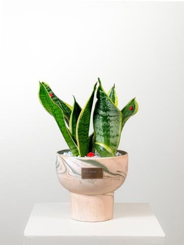 Marbella / L جلد النمر