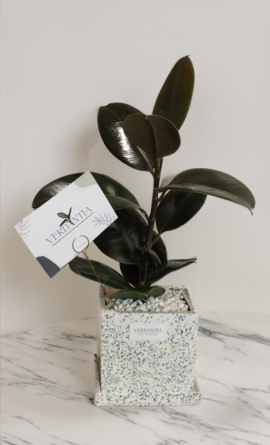 مطاط كبير تيرازو