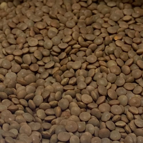 عدس (منوع) احمر - اخضر - بني - اصفر