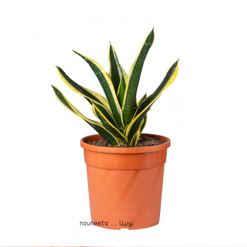 🌿 نبات جلد النمر المكتبي | Snake Plant Office Gif...