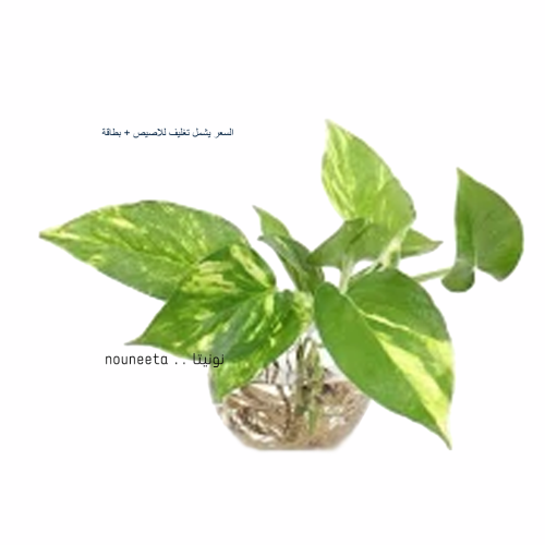 نبات البوتس المائي