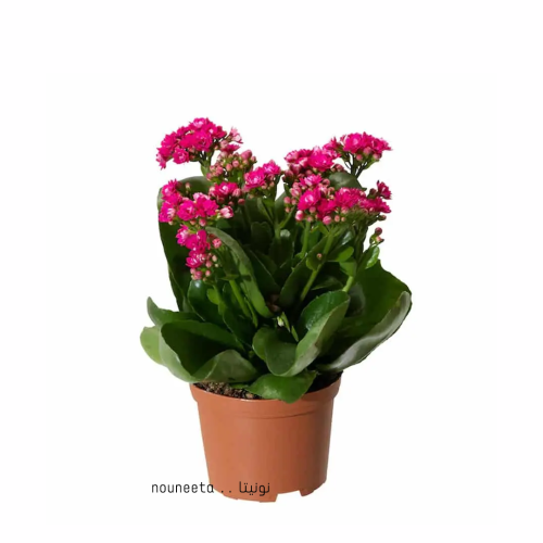 نبات الكلانشو