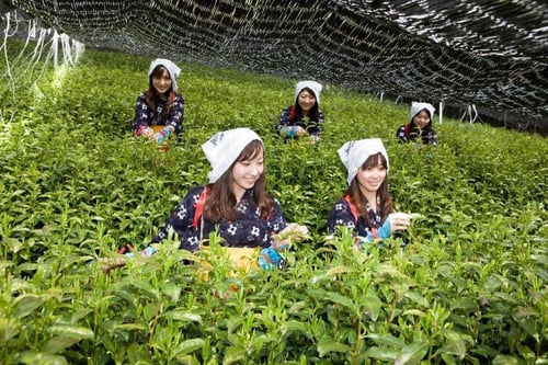 ماتشا كيوتو درجة أولى 1 كيلو Kyoto Uji matcha