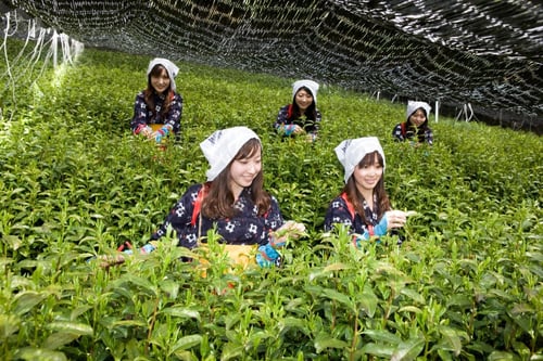 ماتشا كيوتو درجة أولى 100 جرام Kyoto Uji matcha