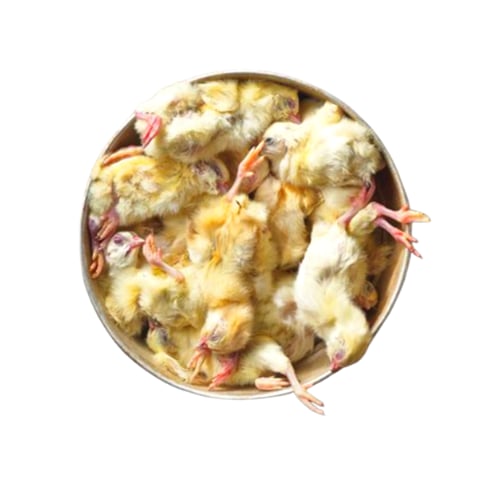 كرتون الصيصان المجمدة وزن 10 كيلو