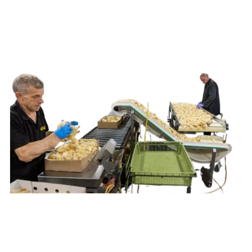 كرتون الصيصان المجمدة وزن 10 كيلو