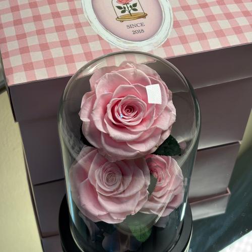 ورد دائم طبيعي معالج يعيش سنتين اواكثر