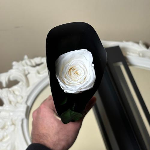 ورد دائم طبيعي معالج يعيش سنتين اواكثر