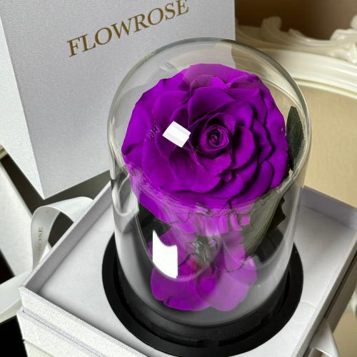 ورد دائم طبيعي معالج يعيش سنتين اواكثر