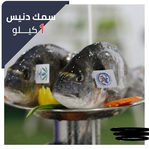 سمك دنيس كبير