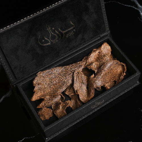 عود سيلاني غابة ادم فاخر