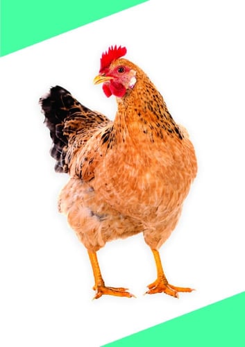 موسوعة بذور | الجزء الأول