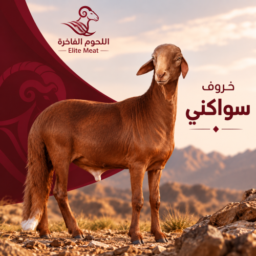 خروف سواكني