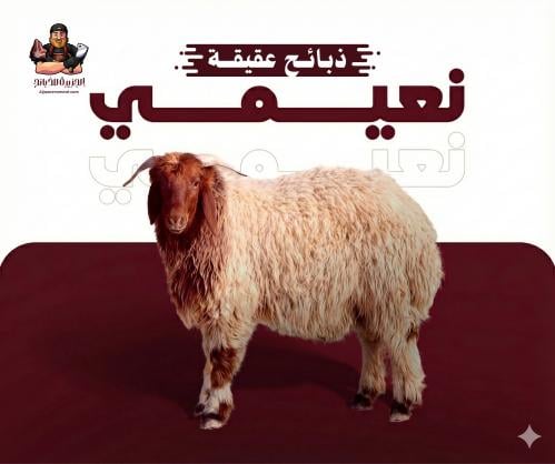 عقيقة نعيمي جذع وسط