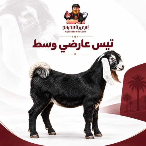 تيس عارضي وسط