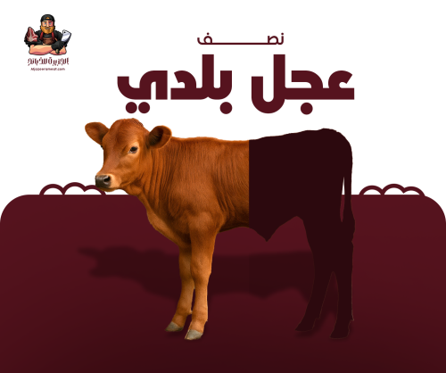 نصف عجل بلدي