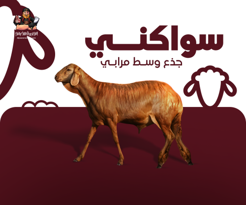 سواكني هرفي وسط مرابي