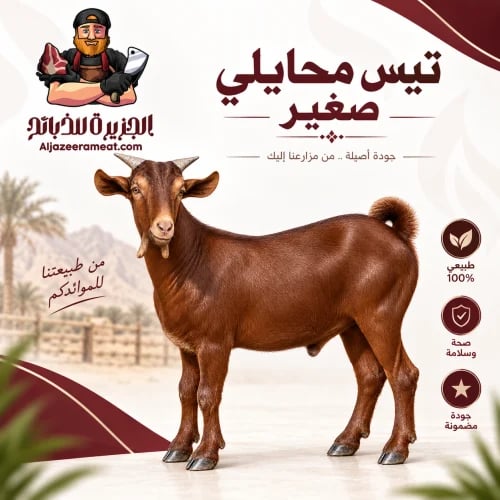 تيس محايلي صغير