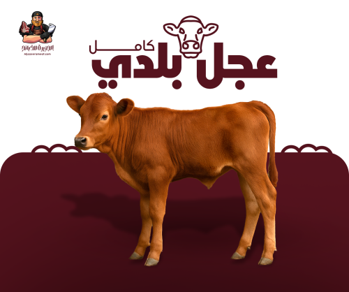 عجل بلدي كامل
