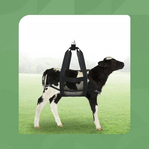 حمالة لوزن العجول والمواشي | متجر الجيل الأخضر