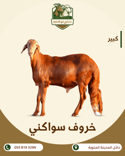 Suwakani sheep 40/30