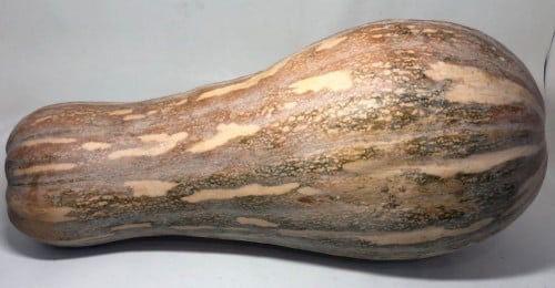 بذور قرع اسباني (ميلانو) F1