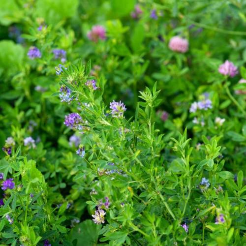 بذور برسيم بلدي ( 1 كيلو )