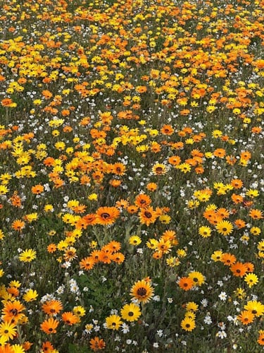 بذور ربيعية مشكلة ( عبوة 1 لتر )