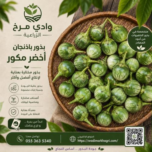 بذور باذنجان تايلندي اخضر ( 50 بذره تقريبًا )