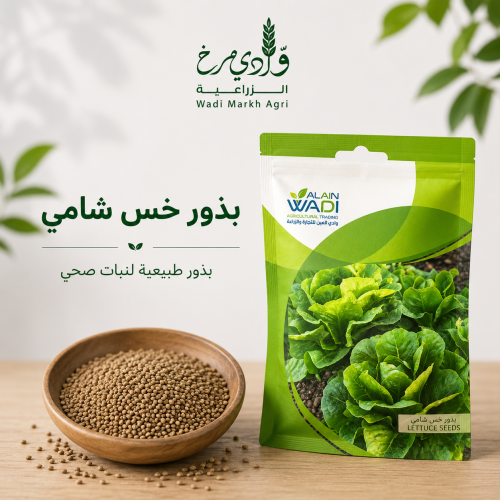 Shami lettuce seeds