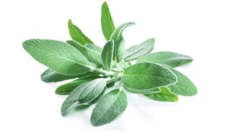 بذور الميراميه ايطالي