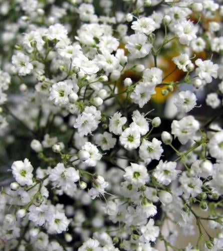 بذور جيبسوفيلا (نسمة الطفل)