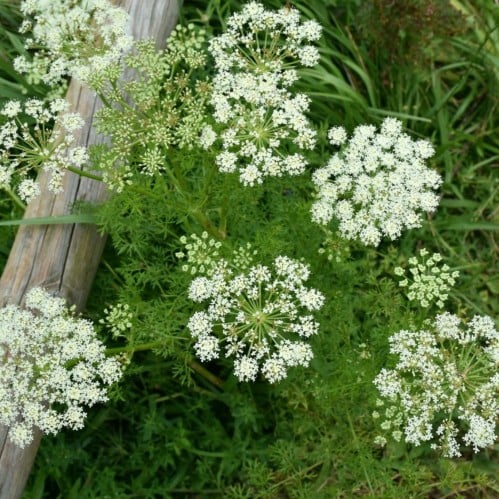 بذور كراوية