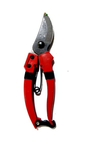 مقص شجر صيني