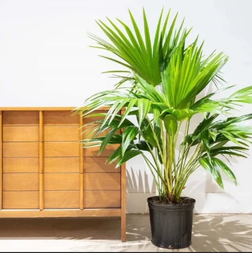 Fan palm 1m