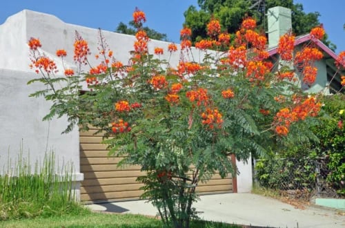 Peacock flower red 50 cm